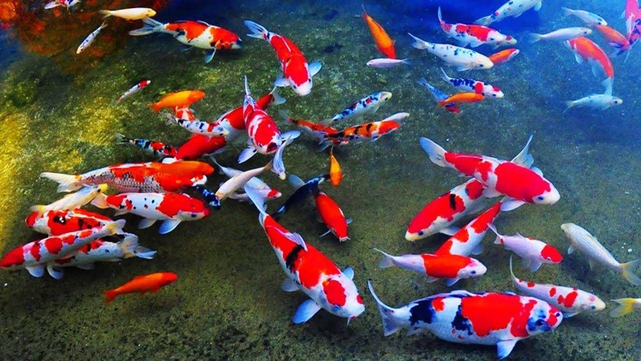 Sejarah Ikan Koi Dari Jepang ke Dunia