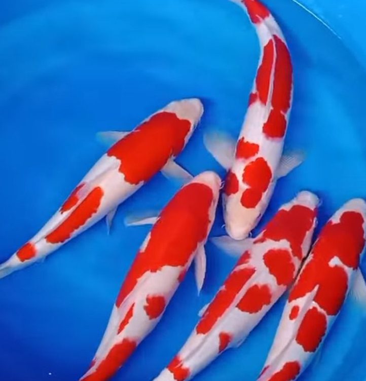 Jual Ikan KOI Bandung Barat, Terjangkau dan Terpercaya